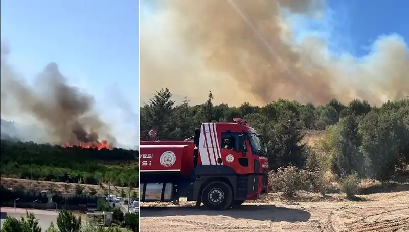 Gebze’de Sarsıcı Orman Yangını: Doğa ve Hayvanlar Tehlikede!