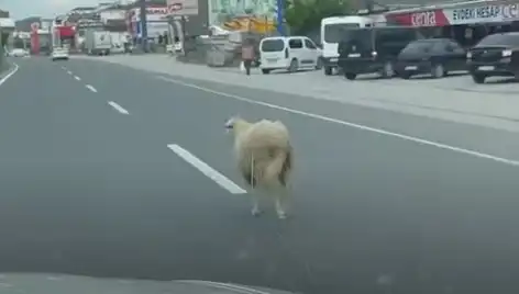 Yalova'da Kaçan Kurbanlıkların Trafiği Sıkıştırdığı İlginç Olay
