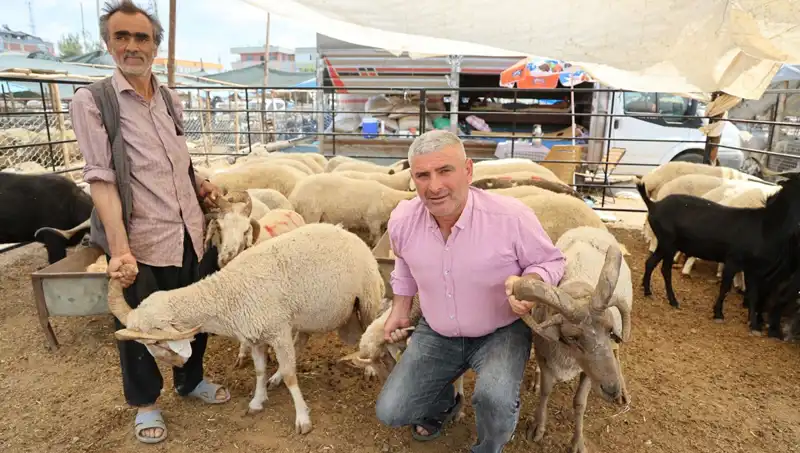 Kurban Pazarında İlgi Odağı: Dört Boynuzlu Koçlar Satışta!