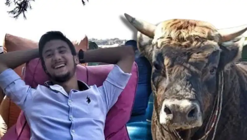 Aydın’da Güreş Boğası İkili Eşleşmede Hayatını Kaybetti, Gözler Şampiyonaya Çevrildi!