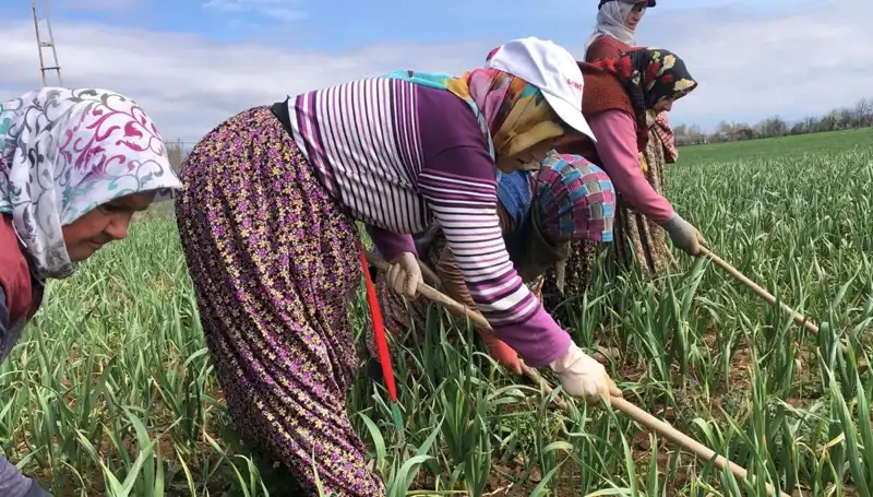 Beyaz Altın Nedir? Dünyanın Dikkatini Çeken Yeni Maden
