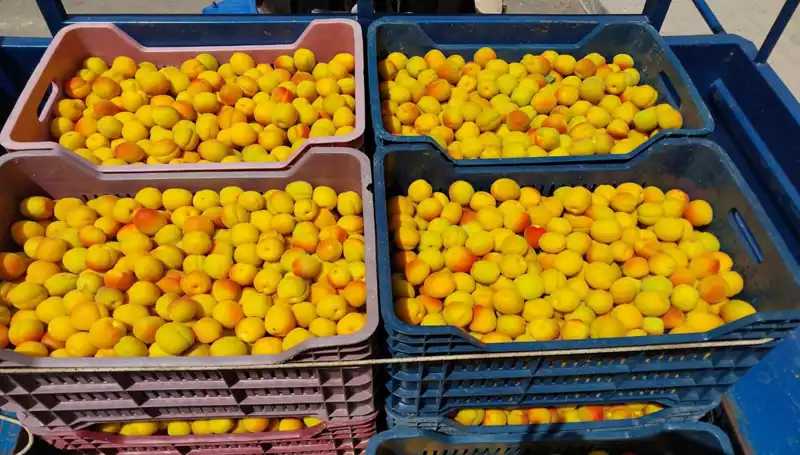 Türkiye'nin İlk Hasat Dönemi: 500 TL'den Alıcı Buldu!
