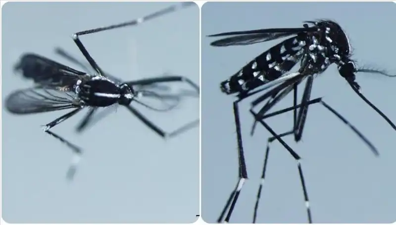 Chikungunya Virüsü: Belirtileri ve Yayılımı Hakkında Bilinmesi Gerekenler