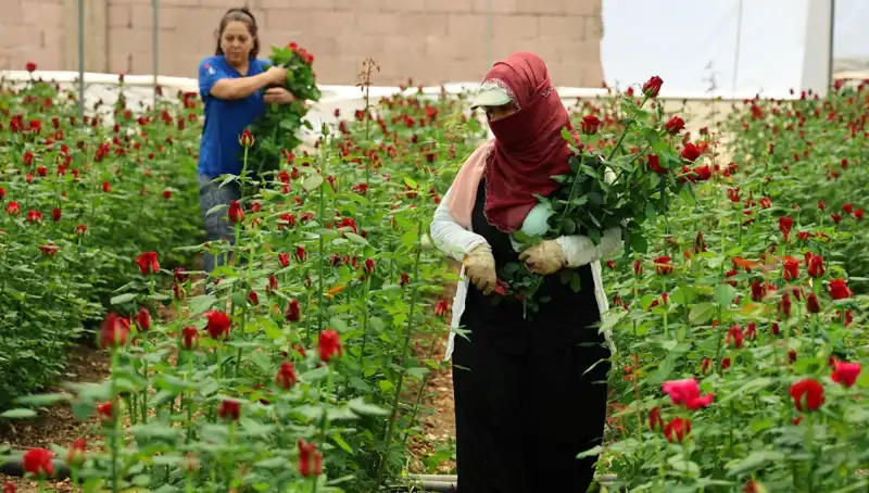 Anneler Günü'nde Gül Üreticileri: Serada Emek, İnternette Yüzde 100 Kazanç