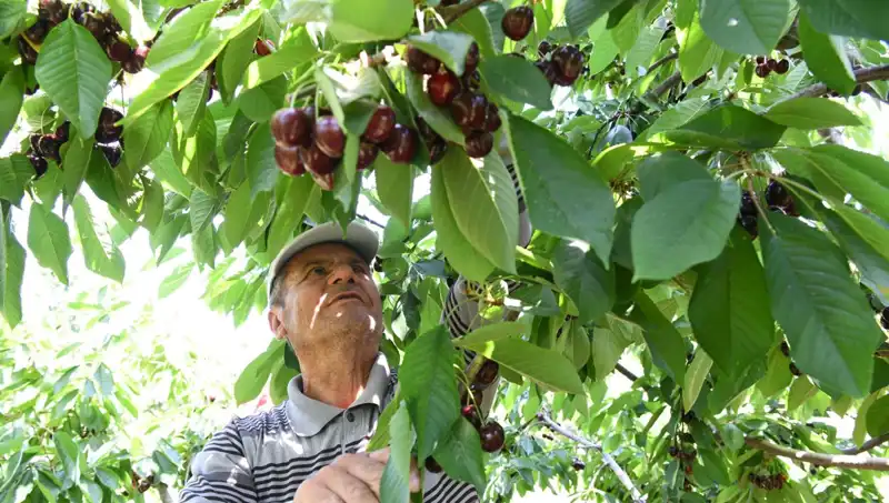 Lapseki Devi: Çay Bardağına Sığmayan Süper Dev Meyve