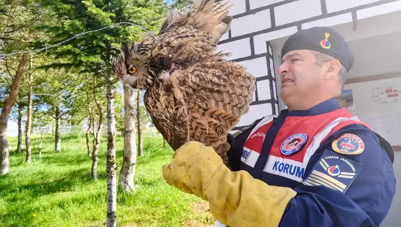 Dikenli Tellere Takılan Puhu, Kurtarıldı ve İyileşiyor!