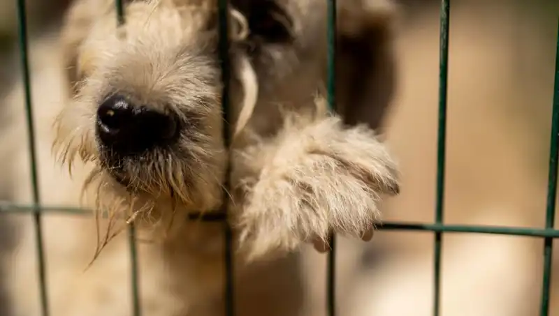 İş Stresi: İnsanlarla Birlikte Köpekleri de Etkiliyor