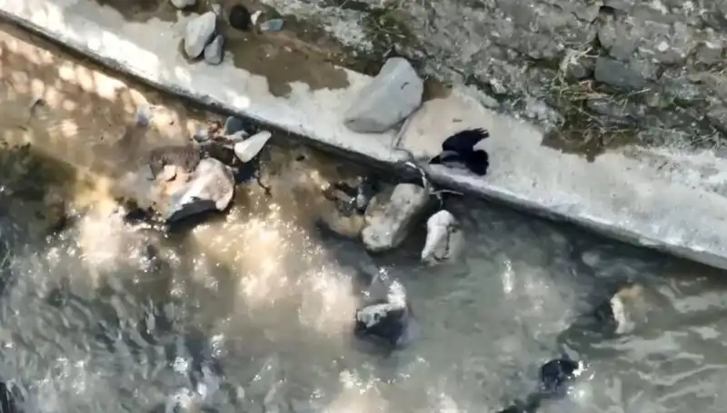 Karga ve Yılanın Alışılmadık Mücadelesi: Doğanın Dengesini Altüst Eden An