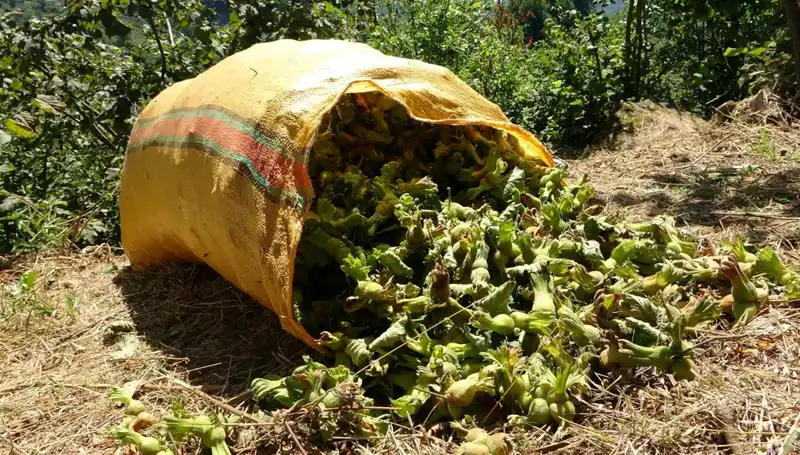 Giresun'da Fındık Hasadı Coşkuyla Başladı: Üreticiler Zorlu Sezonu Bekliyor
