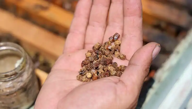 Eskiden Çöpe Gidiyordu, Şimdi 3 Bin TL'den Satılıyor: Bu Besin Nedir?