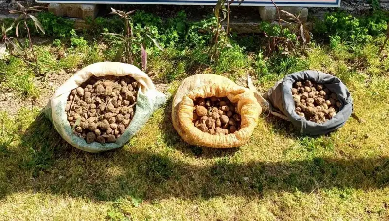 10 Kilo Salep Toplarken Yakalanan Hırsızlar Şehirde Şok Etkisi Yaratıyor