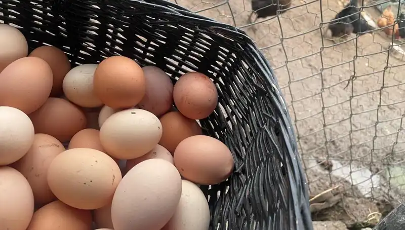 Okullar Açılıyor, Proteinin Ucuzu Oluyor: Mayıs Çukuru'ndan Çıkış Yolu