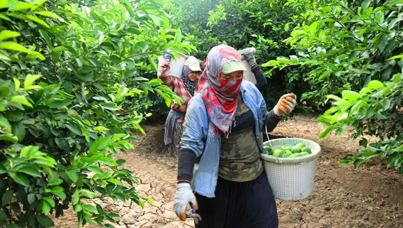 Markette Patlayan Fiyatlar: Kilosu 150 Lirayla Rekor Kırdı!