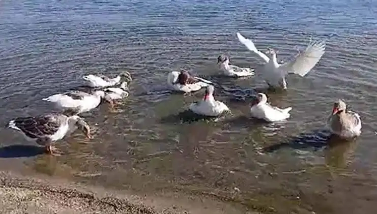 Denizde Yüzdükleri İçin Kapalı Kafeste Tutulan Kazların Hikayesi