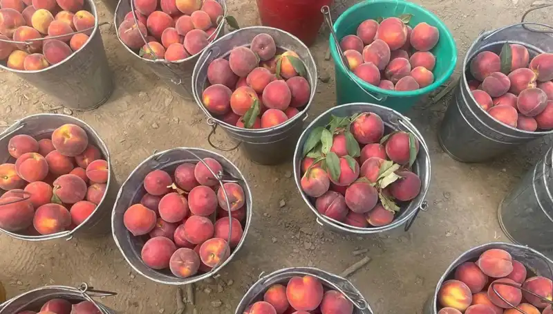 Çiftçinin Yüzünü Güldüren Hasat Sezonu: Fiyatlar 100 Lirayı Geçti
