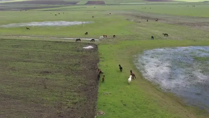 Kars'ın Büyüleyici Doğasında Yılkı Atlarının Muhteşem Görüntüleri