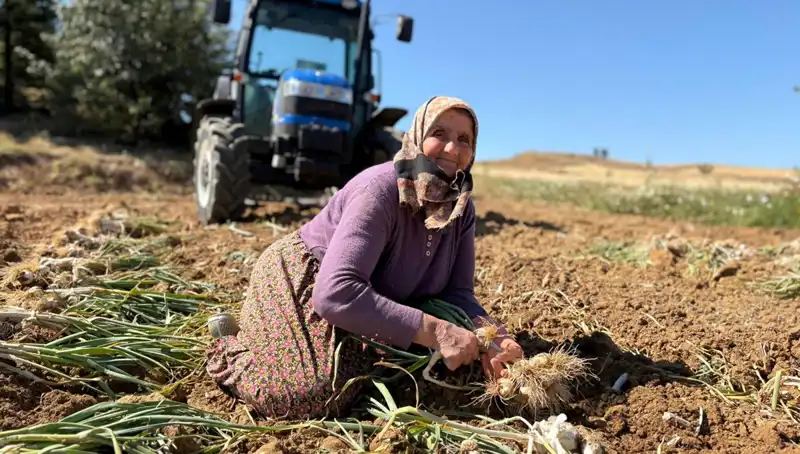 Selenyum Kaynağı: Günde Bin 200 Liraya Elde Edilen Eşsiz Tarım Ürünü