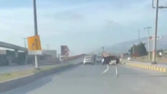 Trafikte Deve Kuşu Görülmesi: Sürücülerin Şaşkın Bakışları