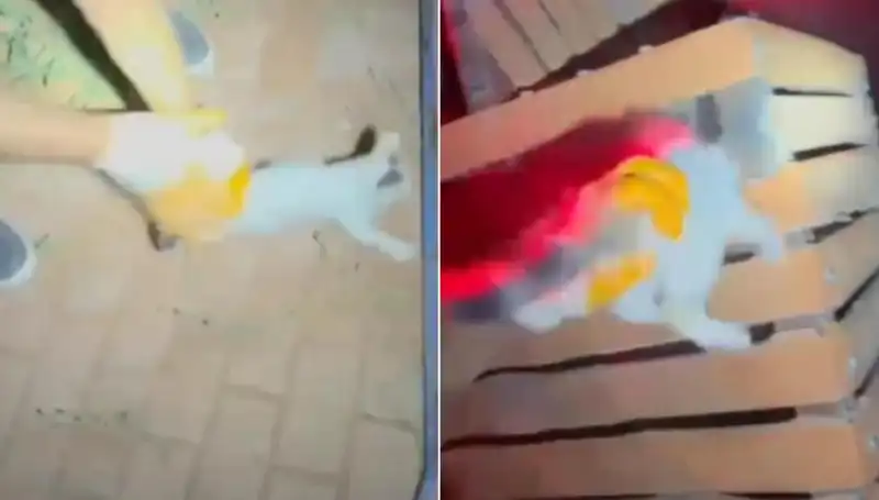 Gece Yarısı İtfaiye Ekibi, Uğurlu Kedi İçin Kahramanlık Gösterdi!