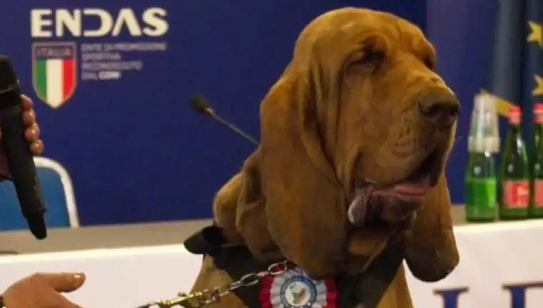 Arama Köpeğine Suikast: Çivili Sosisle Yaşamına Son Verildi!