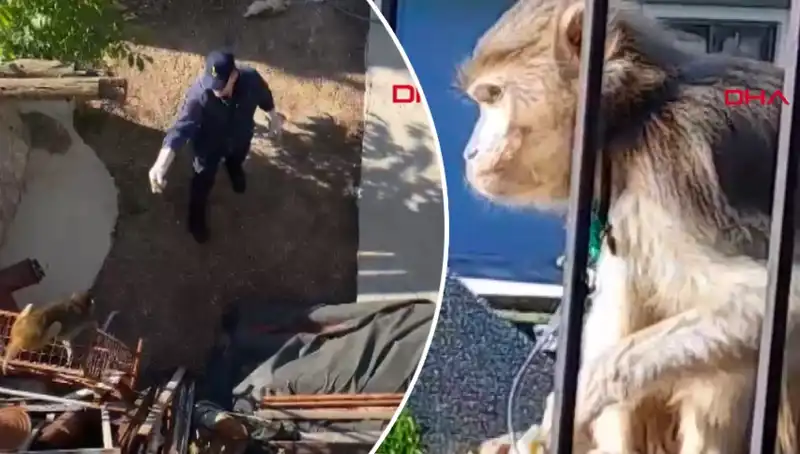 Muğla'da Eğlenceli Maymun Kovalamacasına Tanıklık Edin!