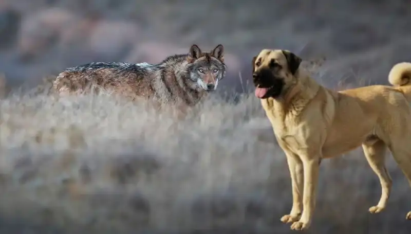 Kangal Köpeği: Artan Kurt Popülasyonu, Talebi Patlattı!